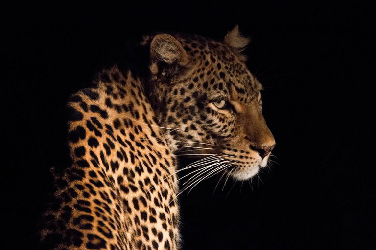 Zambija: Zemlja leoparda